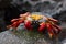Sally Lightfoot Crab Grapsus grapsus on a lava rock, Galapagos