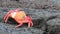 Sally lightfoot crab (Grapsus grapsus) molting on Chinese Hat island, Galapagos National Park, Ecuador