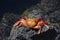 Sally Lightfoot crab, Grapsus grapsus, Santa Cruz Island