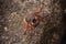 Sally Lightfoot crab Grapsus grapsus on volcanic rock