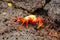 Sally lightfoot crab molting on Chinese Hat island, Galapagos Na