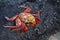 Sally lightfoot crab on the rocks