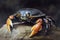 Sally Lightfoot Crab - a sea crab