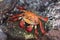 Sally Lightfoot Red Rock Crab on Galapagos Islands, Ecuador, South America.