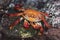 Sally Lightfoot Red Rock Crab on Galapagos Islands, Ecuador, South America.