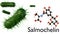 salmochelin molecule produced by Salmonella species