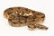 Salmon Boa Constrictor snake isolated on white background