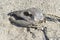 Salmon carcass in the sand