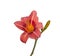 Salmon-colored Daylily, Hemerocallis