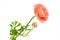 Salmon colored double ranunculus flower isolated over white background. Pastel colored spring buttercup.