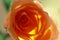Salmon colored rose