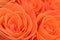 Salmon colored roses