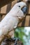 Salmon-Crested Cockatoo