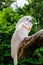 Salmon-Crested Cockatoo