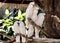 Salmon-crested cockatoo on branch