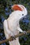 Salmon-Crested Cockatoo or Moluccan Cockatoo, cacatua moluccensis, Adult Shouting