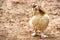 An Salmon Faverolle chicken strutting in the barnyard.