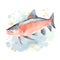 Salmon fish in cartoon style. Cute Little Cartoon Salmon fish isolated on white background.