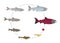 Salmon fish growth set. Grow up circle animation progression. Aquaculture industry life cycle.