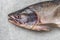 Salmon fish head. Part of the fish