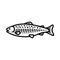 Salmon fish icon. Black line vector isolated icon on white background.