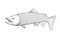 salmon fish illustration on white