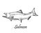 Salmon Fish Isolated Hand Drawn Vector Illustration.