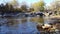 Salmon Fish Ladder Step in River