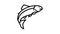 salmon fish line icon animation