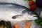 Salmon fish, Salmon large raw fresh on tray of ice close up