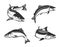 Salmon fish saltwater or freshwater vector icons