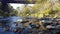 Salmon Fish Swimming Behind River Rocks/Boulders in Autumn