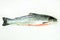 Salmon fish on white concrete background prepared for filing. Copy space, top view