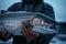 Salmon in fishermans hands in Alaskan wilderness. Generative Ai