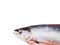 Salmon fishing on white background fresh red fish salmon. on white background