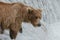 A salmon get away from a mother grizzly bear positioned at the top of a waterfall - Brook Falls - Alaska