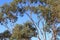 Salmon Gums with red bark