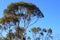 Salmon Gums with red bark