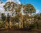 Salmon Gums on Toodyay Road