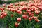 Salmon Impression Tulips at Veldheer Tulip Garden in Holland