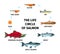 Salmon Life Circle Composition