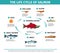 Salmon Life Cycle Infographics