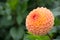 Salmon orange dahlia flower, beatyful bouquet or decoration from