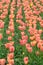 Salmon Pearl Tulips at Windmill Island Tulip Garden