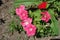 Salmon pink flowers of petunias in June