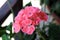 Salmon pink Pelargonium blooming flowers on dark green leaves background