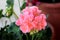 Salmon pink Pelargonium blooming flowers with small flower buds