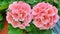 Salmon pink pelargonium flowers closeup - Pelargonium zonale