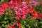 Salmon pink and red flowers of ivy-leaved pelargonium