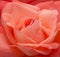 Salmon Pink Rose